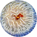 Jeffrey Bieber Jeffrey Bieber